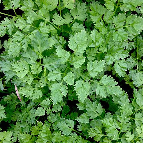 Cerfeuil au kg (pour soupe)