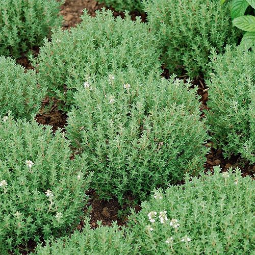 Thym citronné au kg