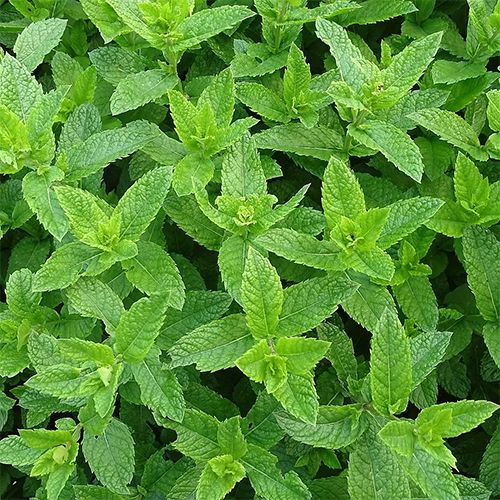 Menthe marocaine au kg