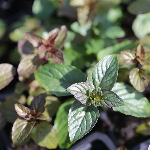 Menthe en botte (90-100g)