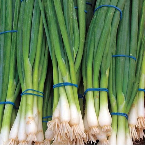 Oignons ciboule en botte (8-10/botte)