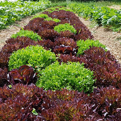 Mesclun de laitues au kg